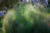 Foeniculum vulgare 'Purpureum' - Bronze fennel