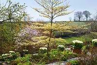 Cornus controversa 'Variegata' with Tulipa 'Purissima' and Magnolia x loebneri 'Leonard Messel' at Glebe Cottage