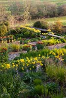 The brick garden at Glebe Cottage in spring. Narcissus jonquilla 'Flore Pleno' - Also known as Narcissus x odorus Plenus - in galvanised buckets and Tulipa 'Abu Hassan' and T. 'Yellow Purissima' in terracotta pots