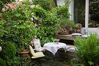 Patio with wooden furniture with linen cushions and tablecloth. Spheres made of tendrils and plants Rosa 'Constance Spry', Dryopteris and Rosmarinus officinalis 
