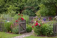 Entrance to a picket fenced garden in traditional German country garden. Rosa 'Super Dorothy', 'Sympathie', Centranthus ruber 'Coccineus' and Delphinium