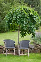 Ulmus glabra 'Pendula' with a pair of wicker chairs