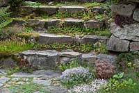 Sedum covers gaps in a granite steps. Sedum album and Thymus
