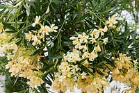 Nerium oleander 'Souvenir des Canaries'