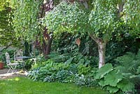 Garden planting with Adiantum pedatum, Astilboides tabularis, Betula, Dryopteris, Hosta, Polygonatum and Rodgersia