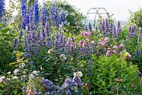 Perennial border with roses at its best in June 'Alan Titchmarsh', 'Emanuel', 'Frigia' Iris orientalis, 'Guirlande d'Amour', 'Helenae's Seedling', Delphinium 'Vierzehnheiligen', Delphinium Elatum-Grp., Nepeta kubanica, Nepeta subsessilis