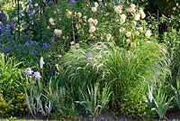 Perennial border with roses and ornamental grasses