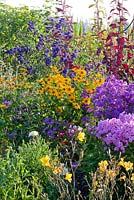 Perennial border in a country garden with Hemerocallis 'Corky', Aconitum 'Franz Marc', Atriplex hortensis, Heliopsis, Phlox amplifolia 'Minnehaha', Phlox paniculata 'Werner Dittrich'