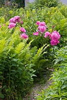 Matteucia struthiopteris, a pink Paeonia and Aconitum next to gravel path 