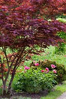 Acer palmatum 'atropurpureum'  and Paeonia officinalis 'crimson globe' 