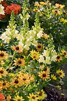 Antirrhinum majus 'lemon yellow', Zinnia 'profusion f1 yellow', Zinnia angustifolia 'gold star' and Zinnia elegans 'mondo orange' 