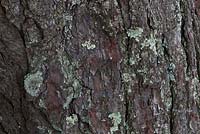 Pinus pungens, North Carolina, USA