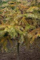 Larix kaempferii with fall colour - Japanese Larch  