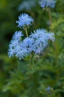 Conoclinium coelestinum - Blue Mistflower,  Texas USA