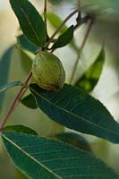 Carya ovata - Shagbark Hickory