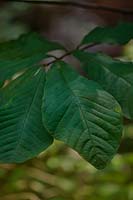 Asiminia triloba - Pawpaw tree foliage 