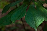 Asiminia triloba - Pawpaw tree foliage 