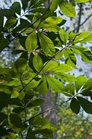 Asiminia triloba - Pawpaw tree foliage 