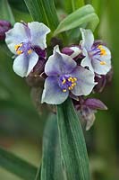 Tradescantia Andersoniana Group 'Osprey', spider lily