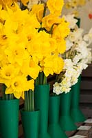 Daffodil display supplied by R A Scamp and Fentongollan, specialist Cornish growers