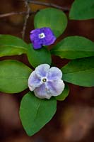 Brunfelsia pauciflora, Common Names - Yesterday-today-and-tomorrow, morning-noon-and-night, Brazil raintree