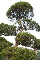 Ilex crenata 'Kinme' bonsai in November.