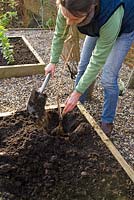 Step by step for planting bare root currant bushes - covering newly planted bush with soil 