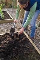 Step by step for planting bare root currant bushes - covering with soil 