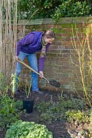 Step by step for planting Rosa veilchenblau - digging 