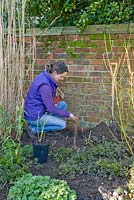 Step by step for planting Rosa veilchenblau - adding fertiliser