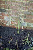 Step by step for planting Rosa veilchenblau - freshly planted rose