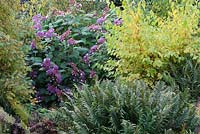 Autumn border of Hydrangea villosa, Cornus, Rosa and ferns