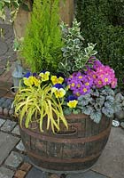 Cupressus 'Goldcrest' with Euonymus 'Emerald Gaiety', Heuchera 'Rave on', Pansy 'Morpheus', pink, yellow eyed primroses and yellow leaved greater woodrush, Luzula sylvatica 'Aurea'