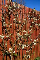 Chaenomeles speciosa 'Nivalis' trained on parallel wires against a fence