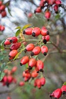 Rosa rubiginosa rosehips in October