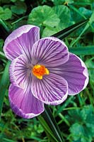 Crocus vernus 'Pickwick' - Dutch Crocus