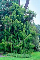 Dacrydium cupressinum - Red Pine, Rimu Pine at Strybing Arboretum, San Francisco Botanical Garden, California U.S.A.