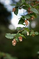 Ostrya carpinifolia - Hop Hornbeam