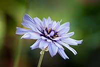 Catananche caerulea - Cupids dart