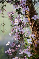 Clematis montana 'Crinkle'