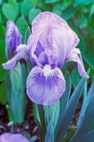 Iris 'Austrian Sky' - Dwarf Bearded Iris