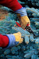Man pruning Picea pungens globosa, wearing gloves to protect from prickly foliage, March