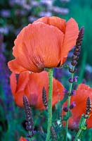 Papaver orientale 'Beauty of Livermere', Goliath Group and Salvia x superba