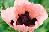 Papaver orientale 'Prinzessin Victoria Louise' syn. Papaver orientale Princess Victoria Louise 