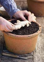 Dividing root ginger - laying on compost