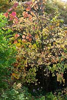 Vitis coignetiae scrambling over Cercidiphyllum japonicum