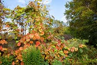 Vitis coignetiae with Malus 'Golden Hornet' in the distance. Crimson glory vine