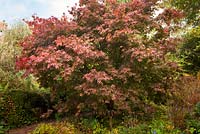 Acer palmatum 'Osakazuki' in autumn colour at Glebe Cottage
