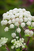 Selinum wallichianum syn. Selinum tenuifolium - Milk parsley