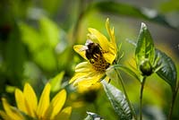 Bee on Helianthus 'Lemon Queen'